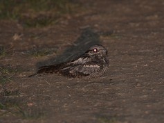 Eurasian Nightjar