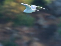 Audouin's Gull