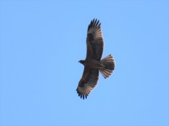 Bonelli's Eagle