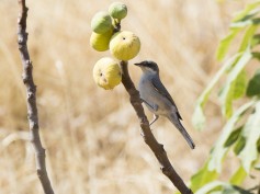 Eastern Orphean Warbler