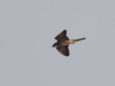 Eleonora's Falcon