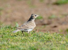 Eurasian Skylark