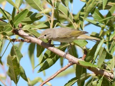 Eastern Bonelli's Warbler