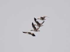 Graylag Goose