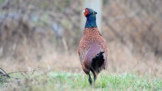 Ring-necked Pheasant