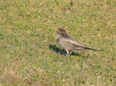 Ring Ouzel