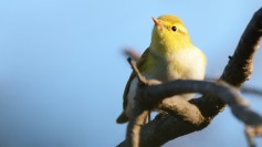 Wood Warbler