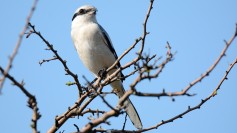 Great Gray Shrike
