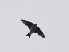 Common House-Martin