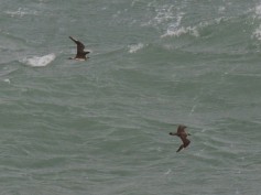 Parasitic Jaeger