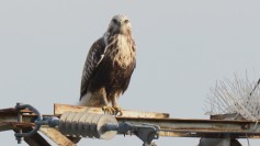 Rough-legged Hawk