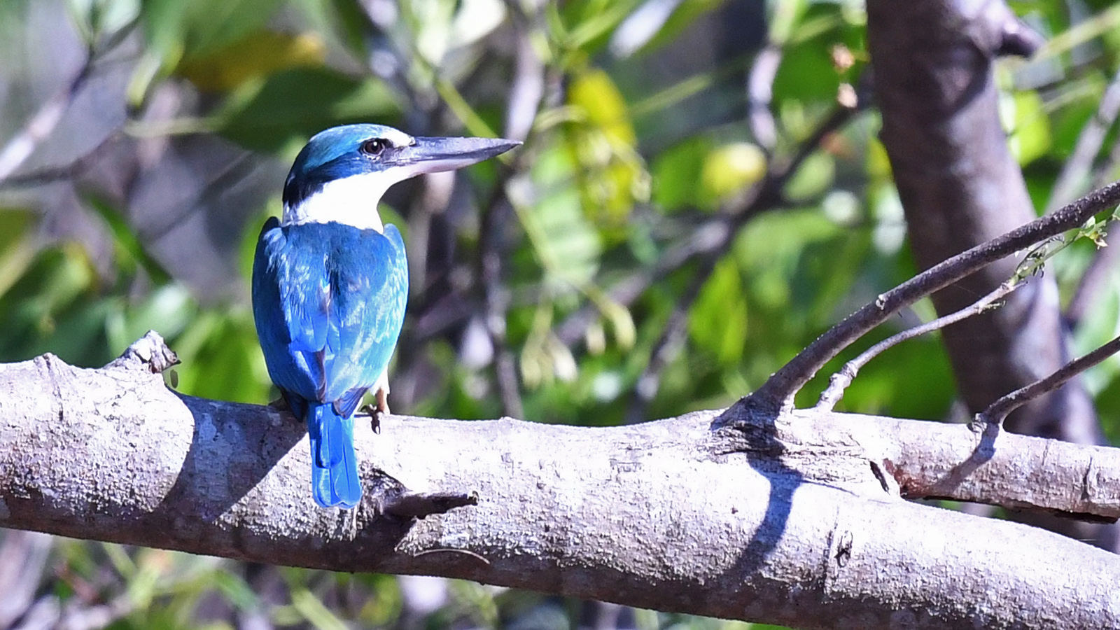 Collared Kingfisher
