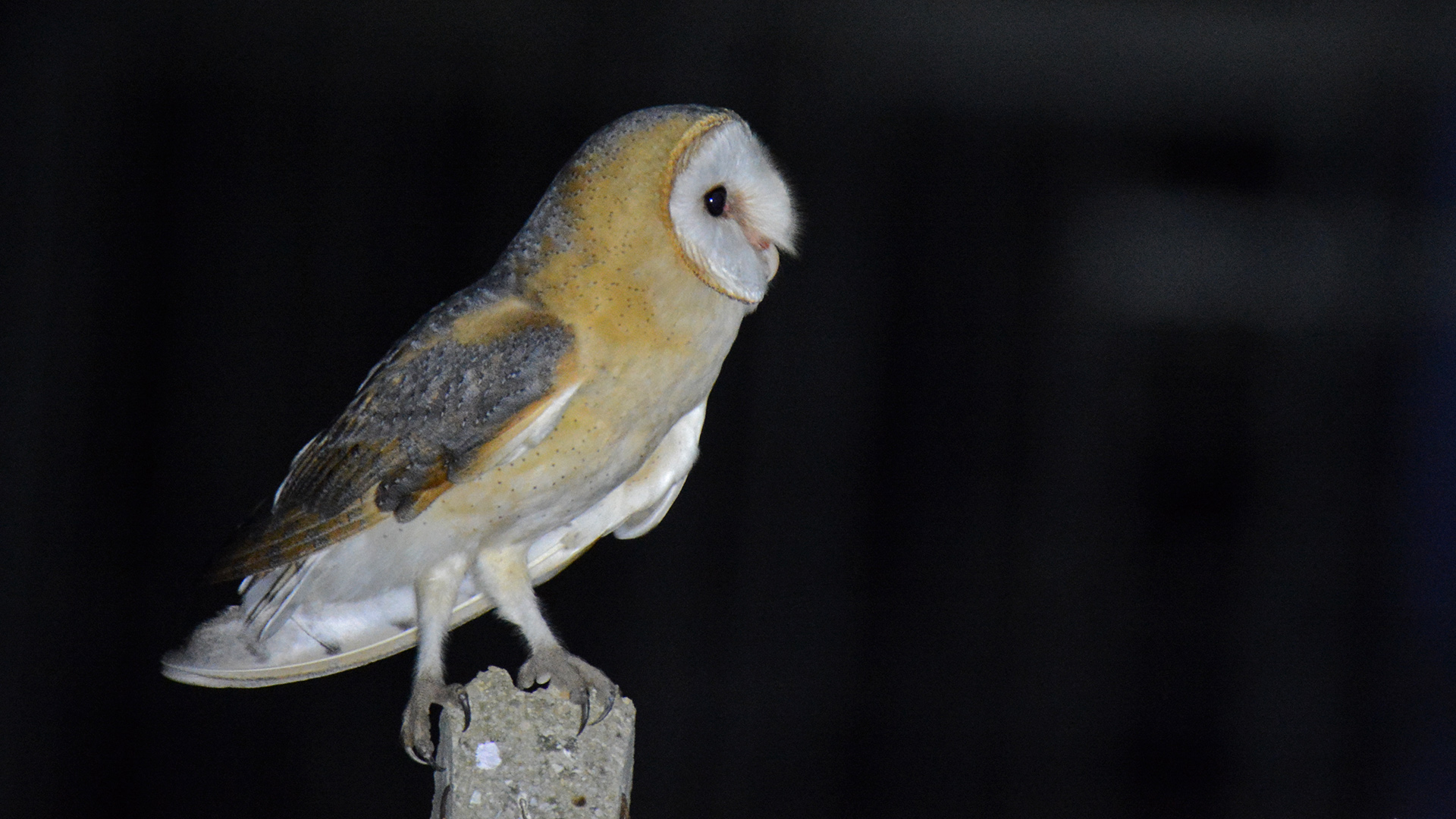 Barn Owl