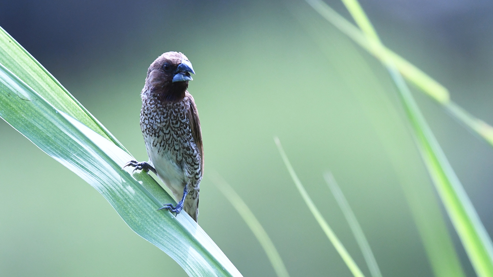 Scaly-breasted Munia