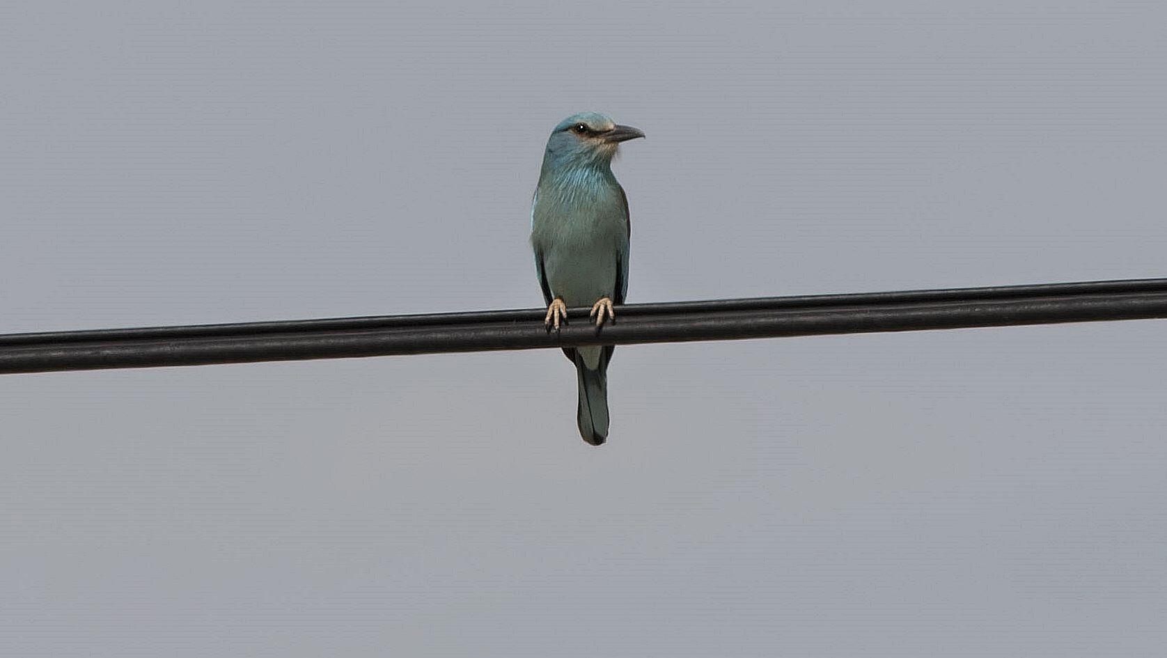 European Roller