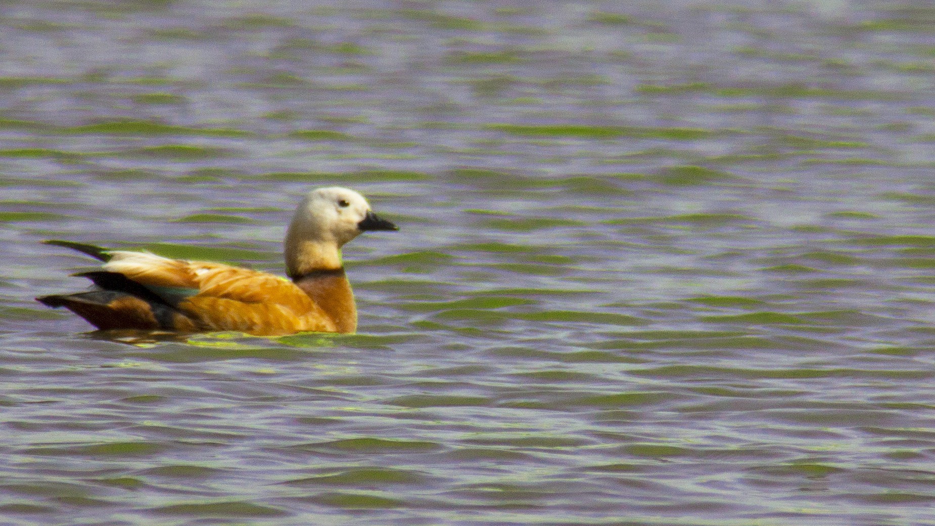 Ruddy Shelduck