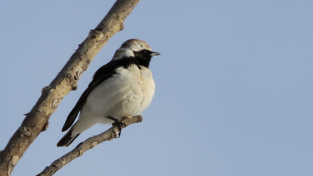 Pied Wheatear