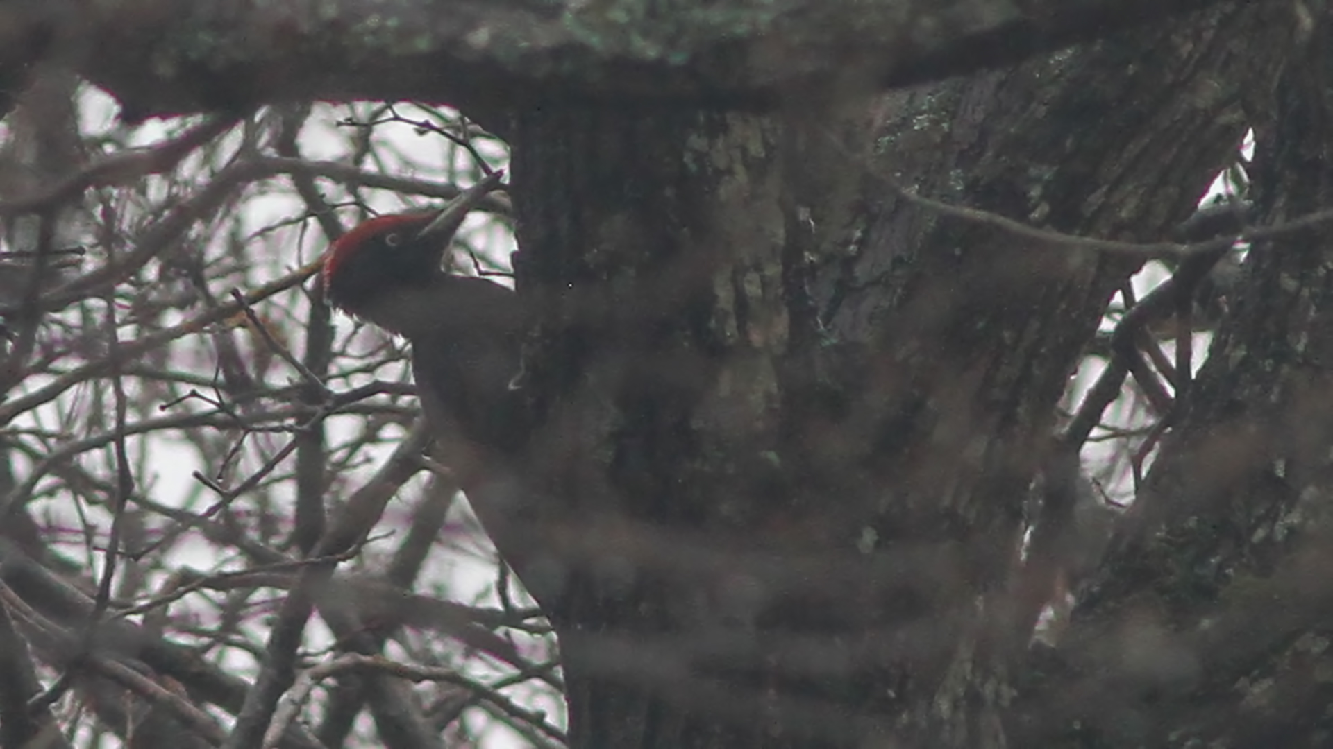 Black Woodpecker