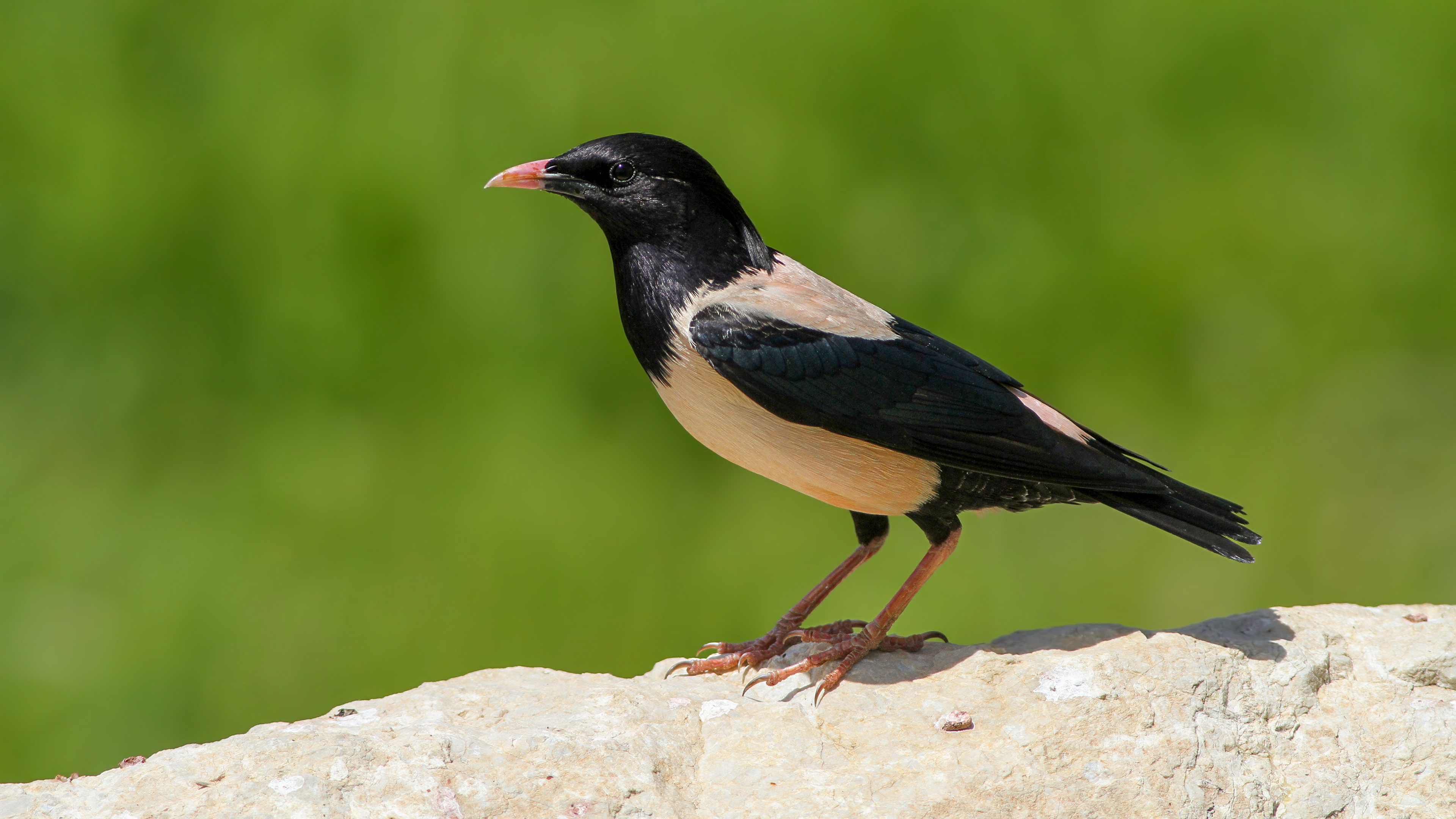 Rosy Starling
