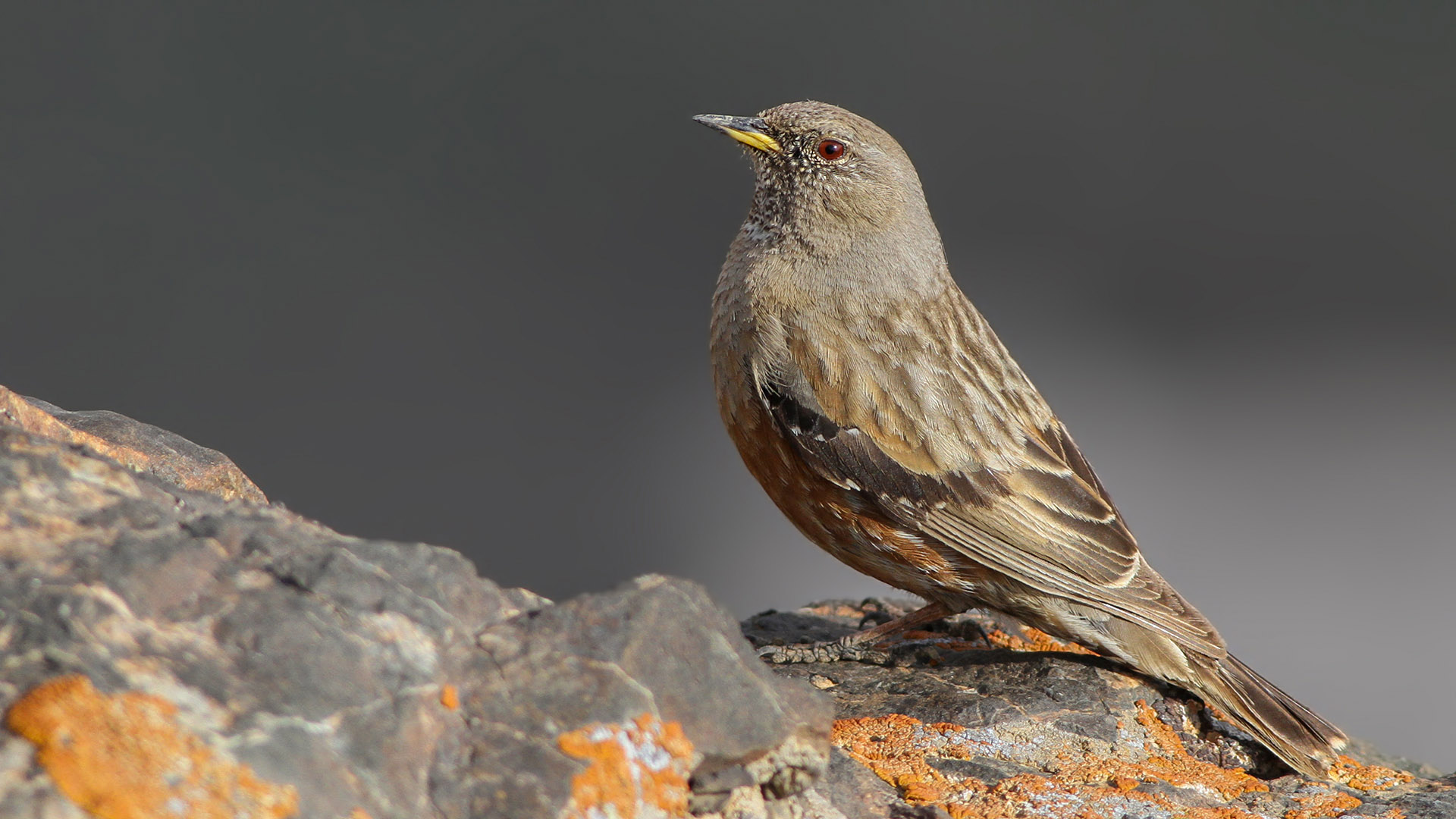 Alpine Accentor
