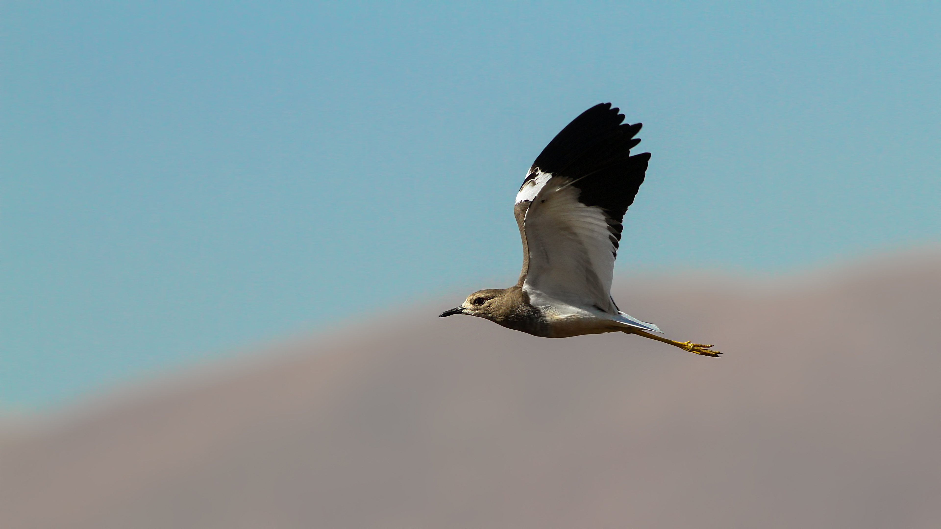 White-tailed Lapwing