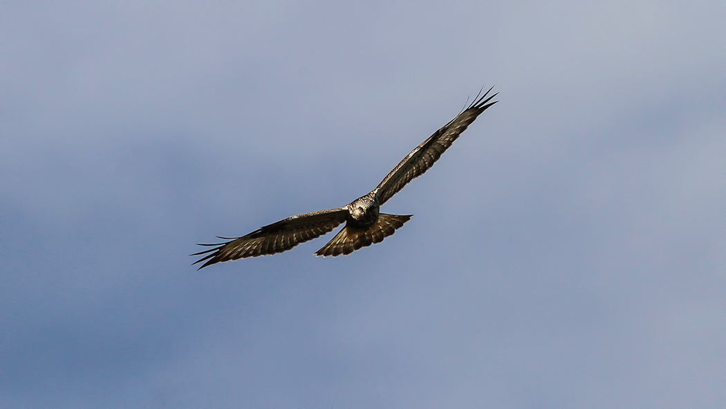 Rough-legged Hawk
