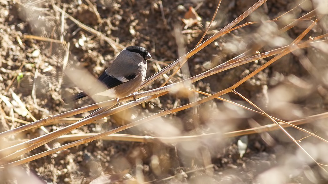Eurasian Bullfinch