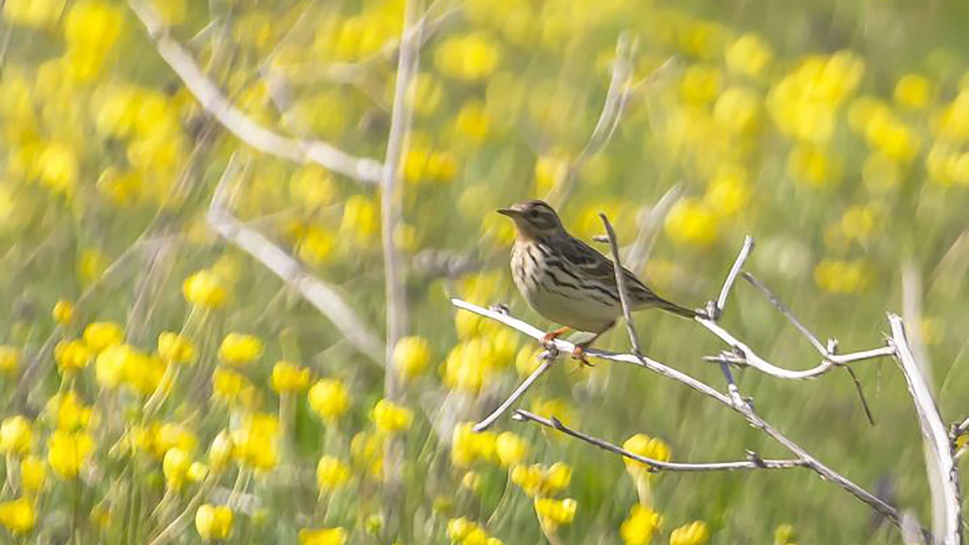 Meadow Pipit