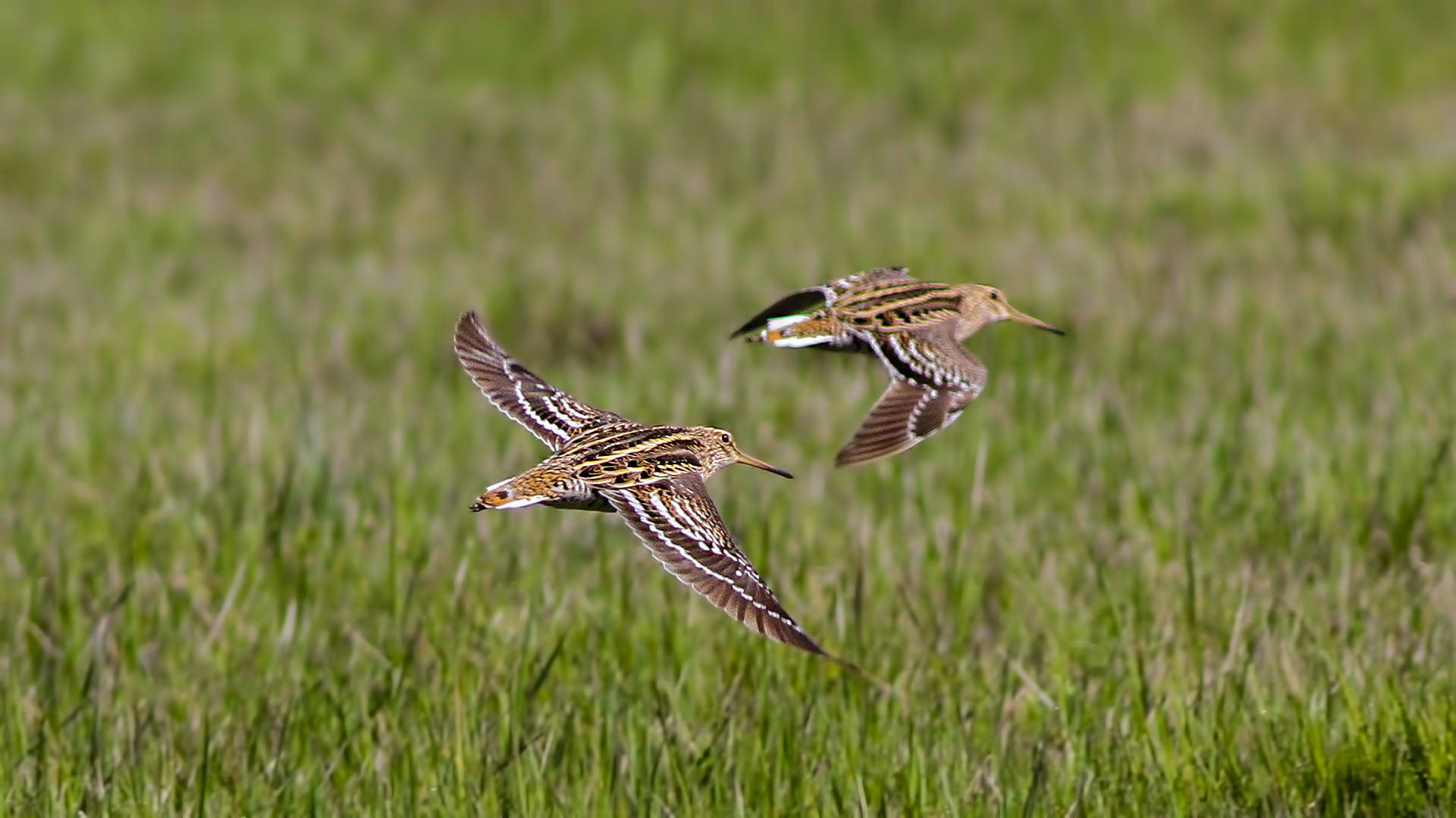 Great Snipe