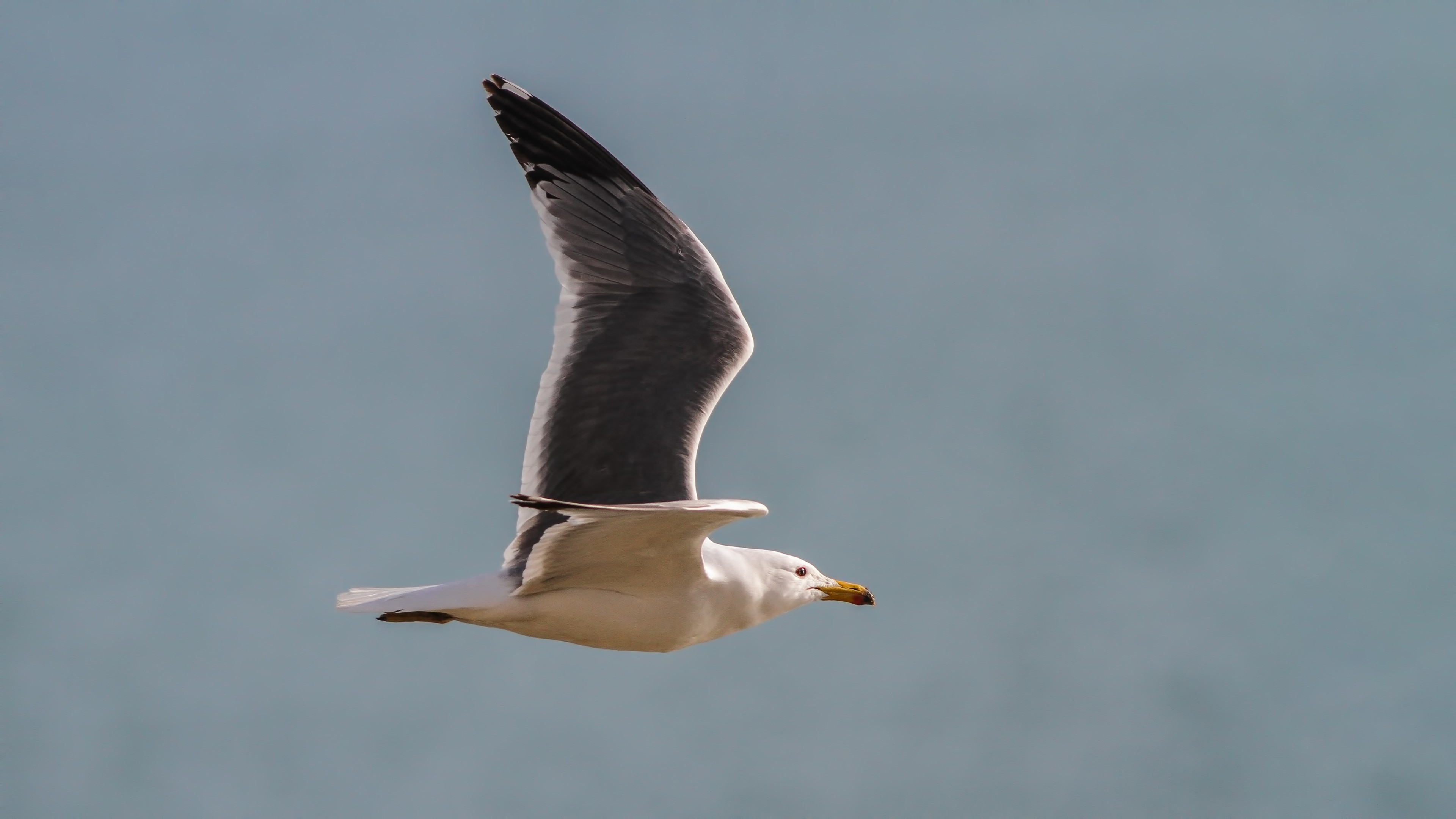 Armenian Gull