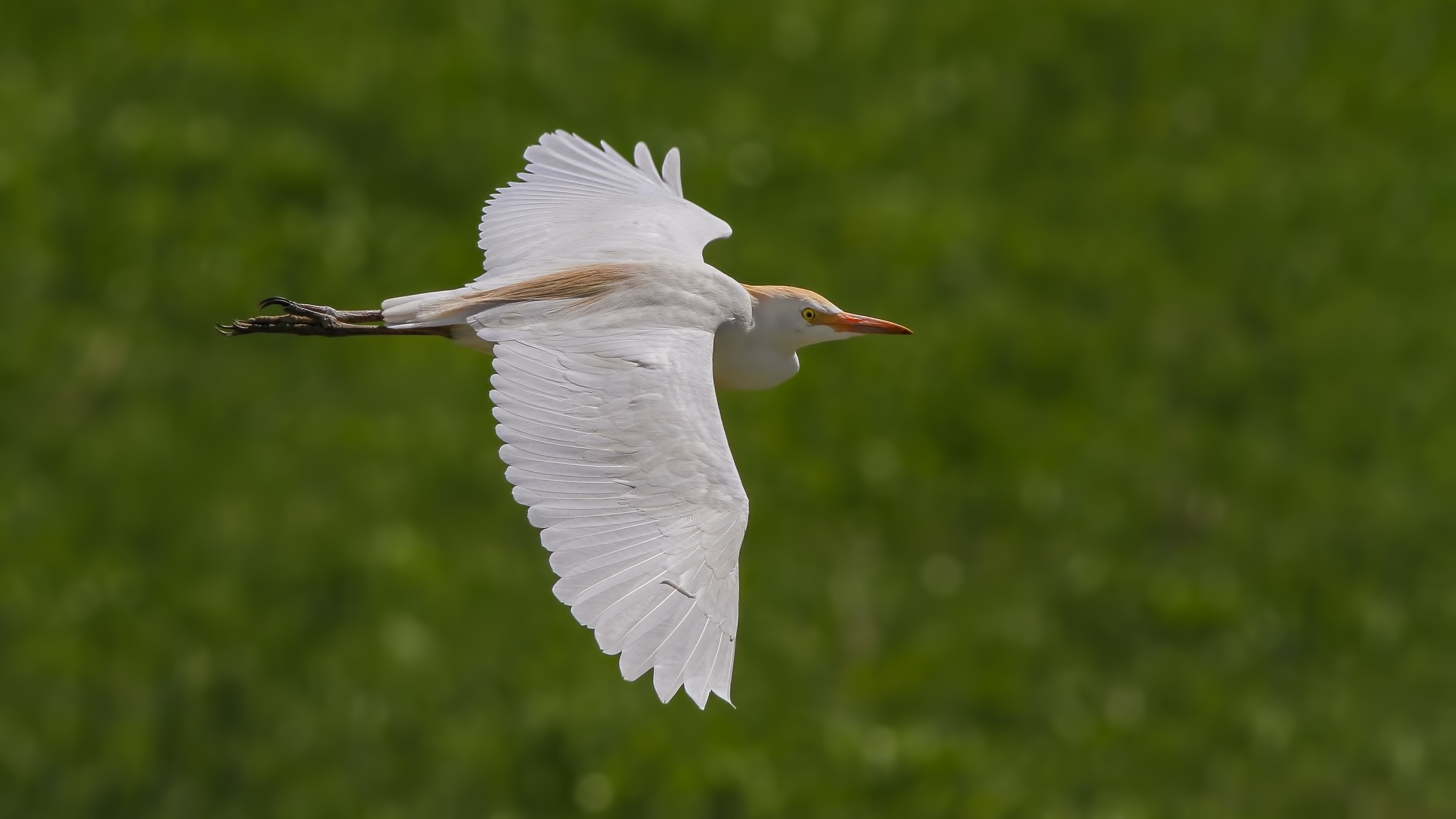Cattle Egret