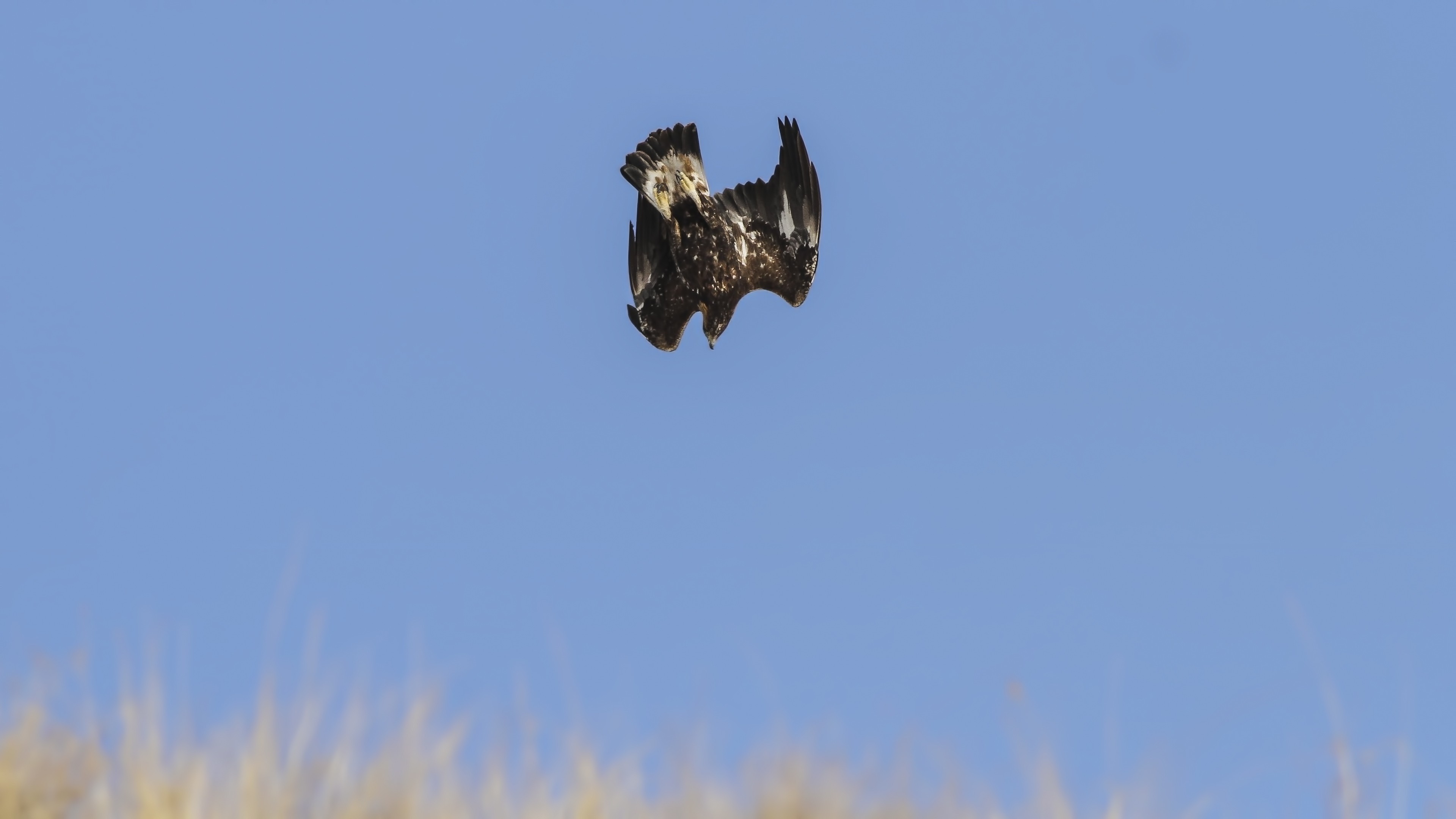 Golden Eagle