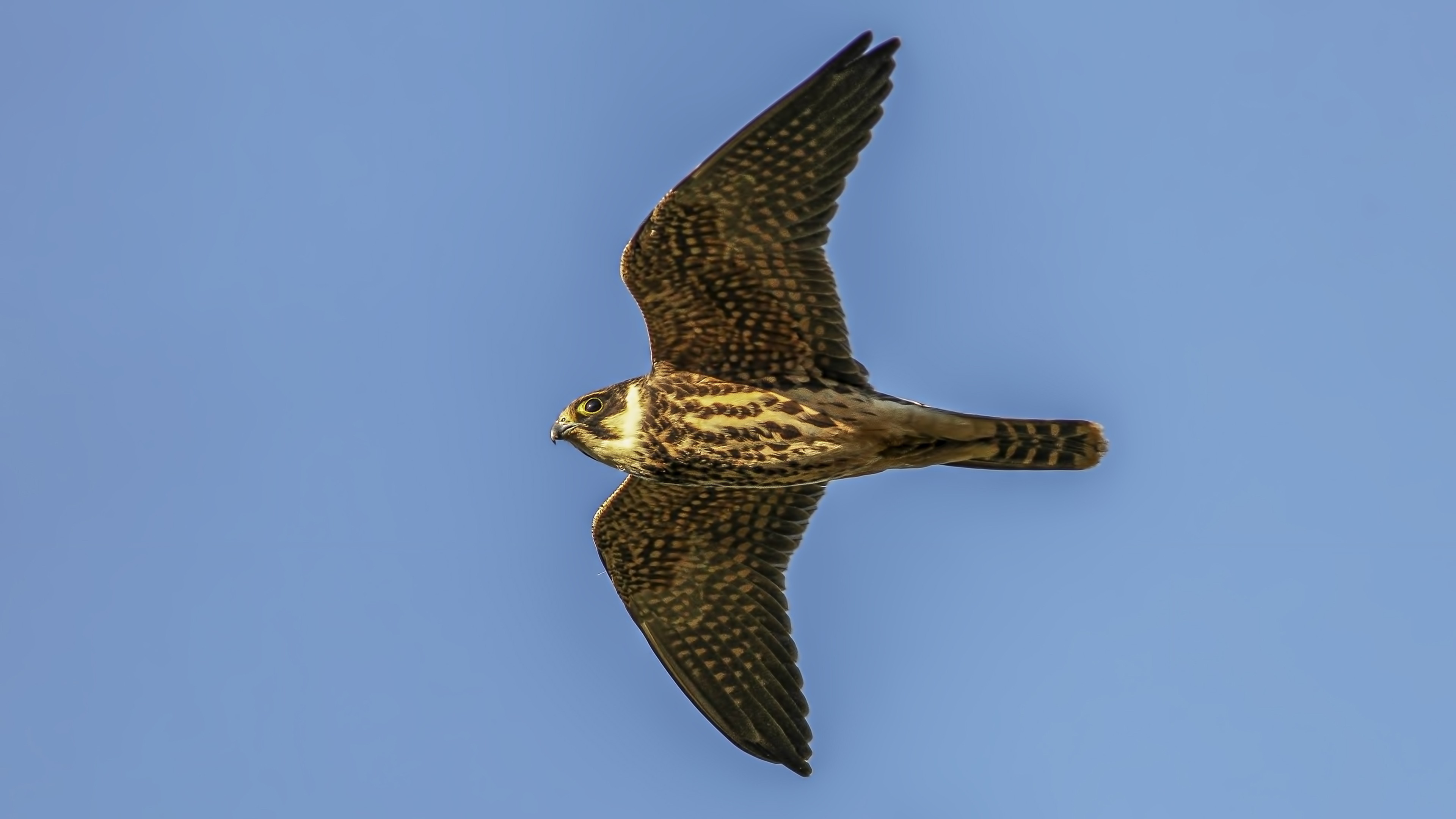 Eurasian Hobby