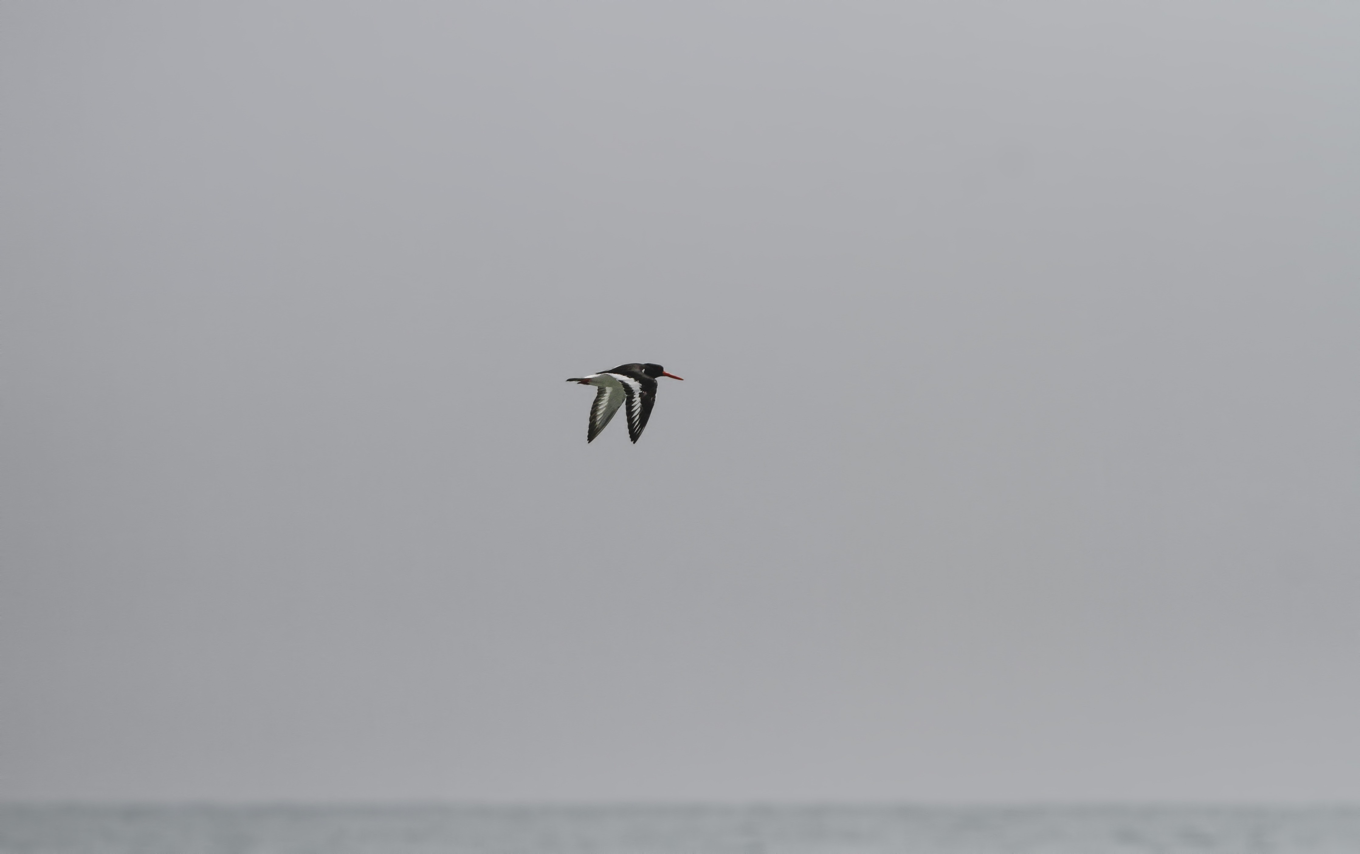 Eurasian Oystercatcher