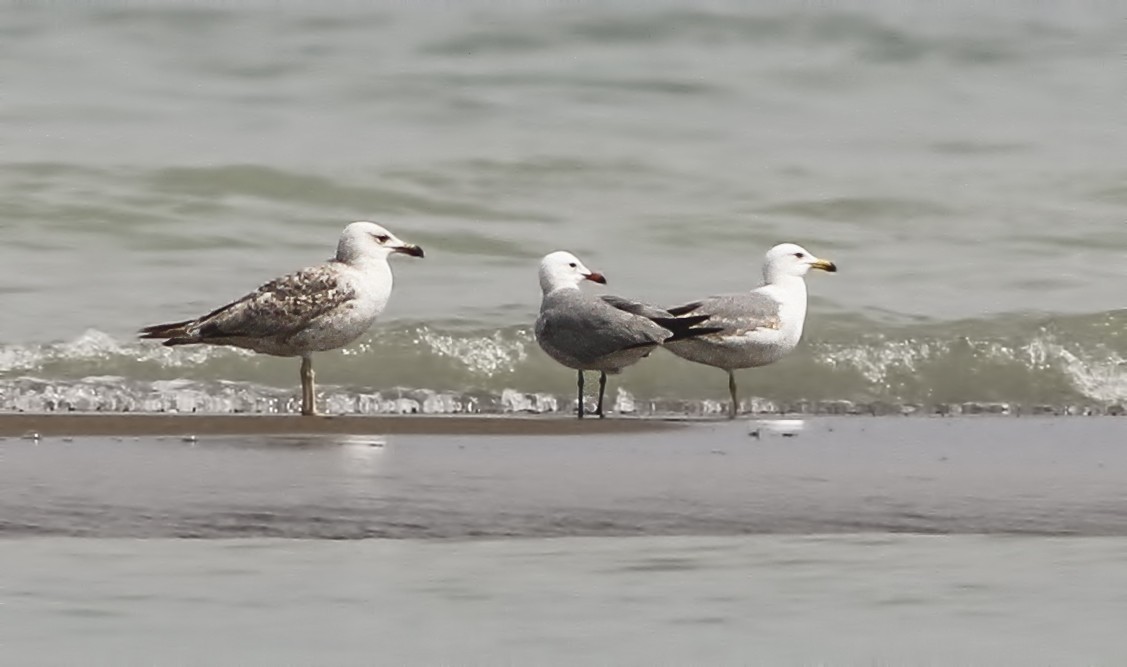 Audouin's Gull