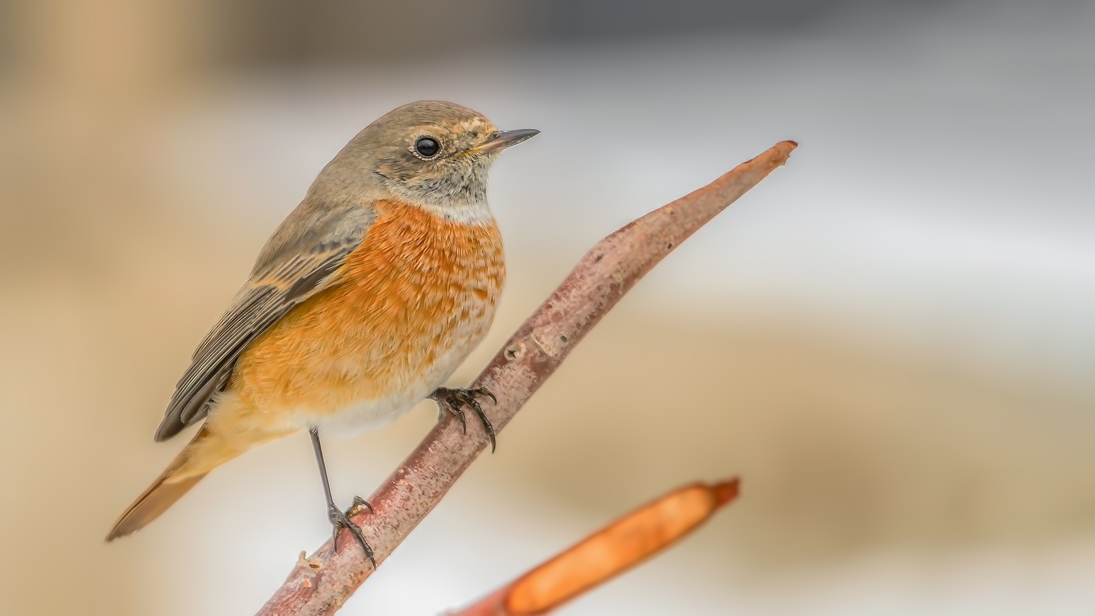 Common Redstart