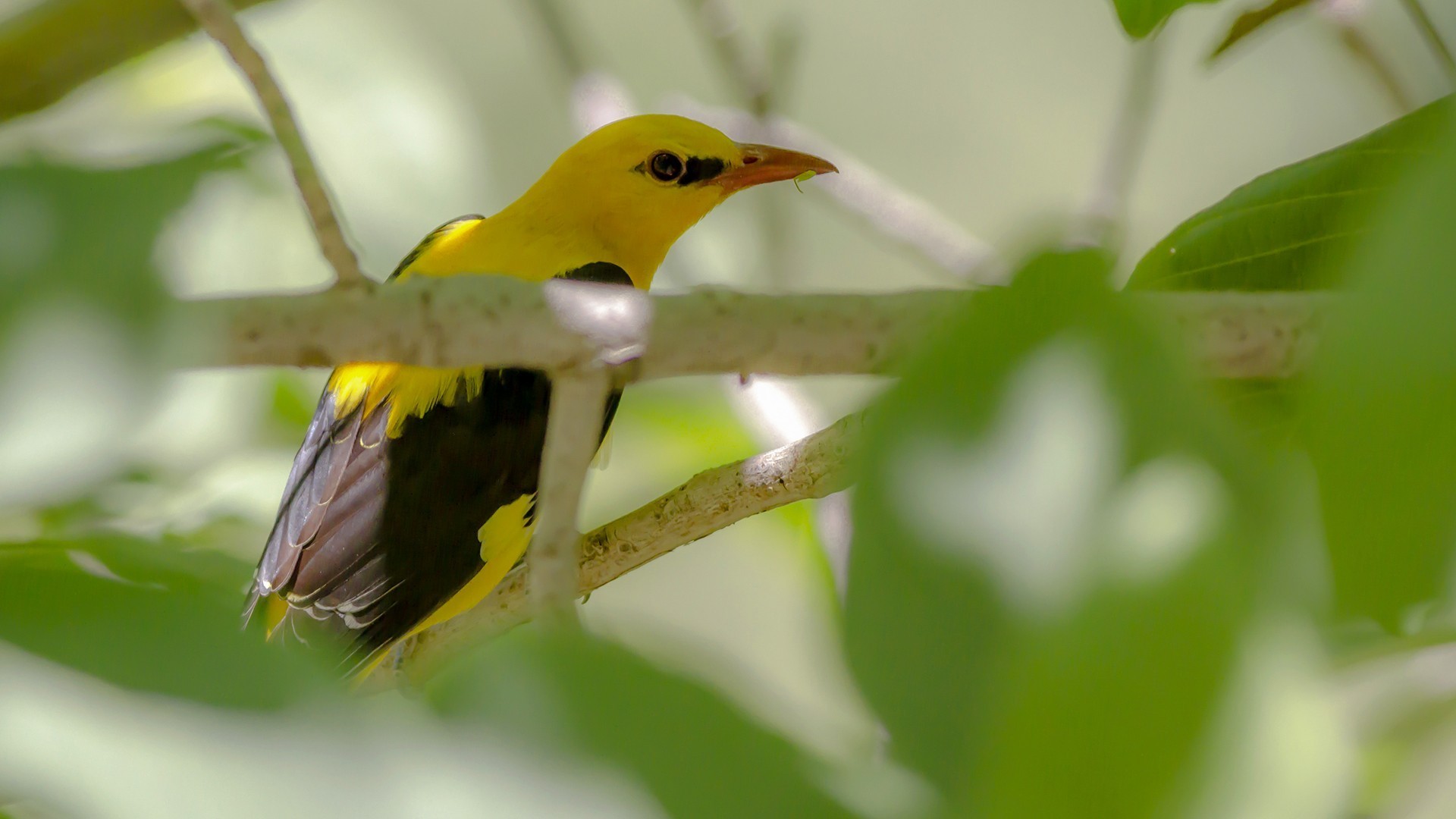 Eurasian Golden Oriole