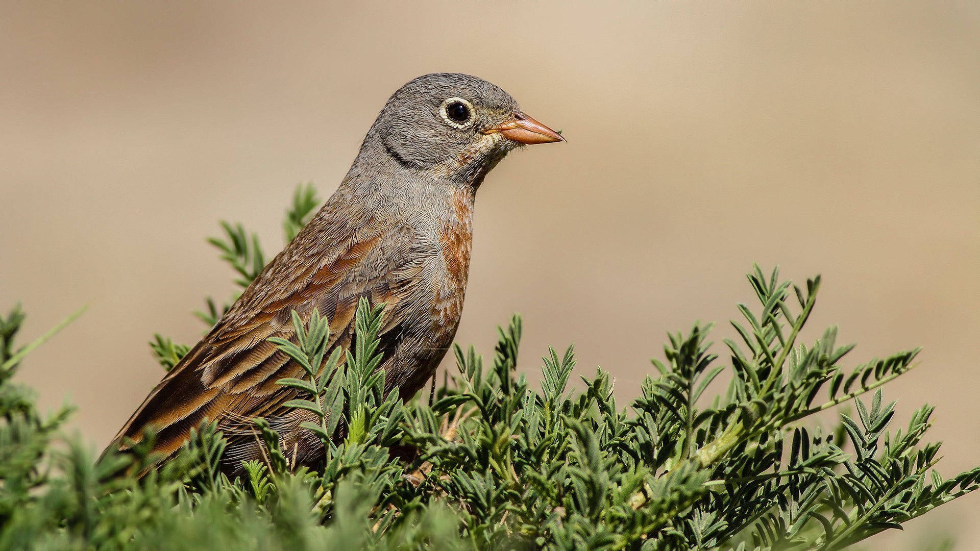 Gray-necked Bunting