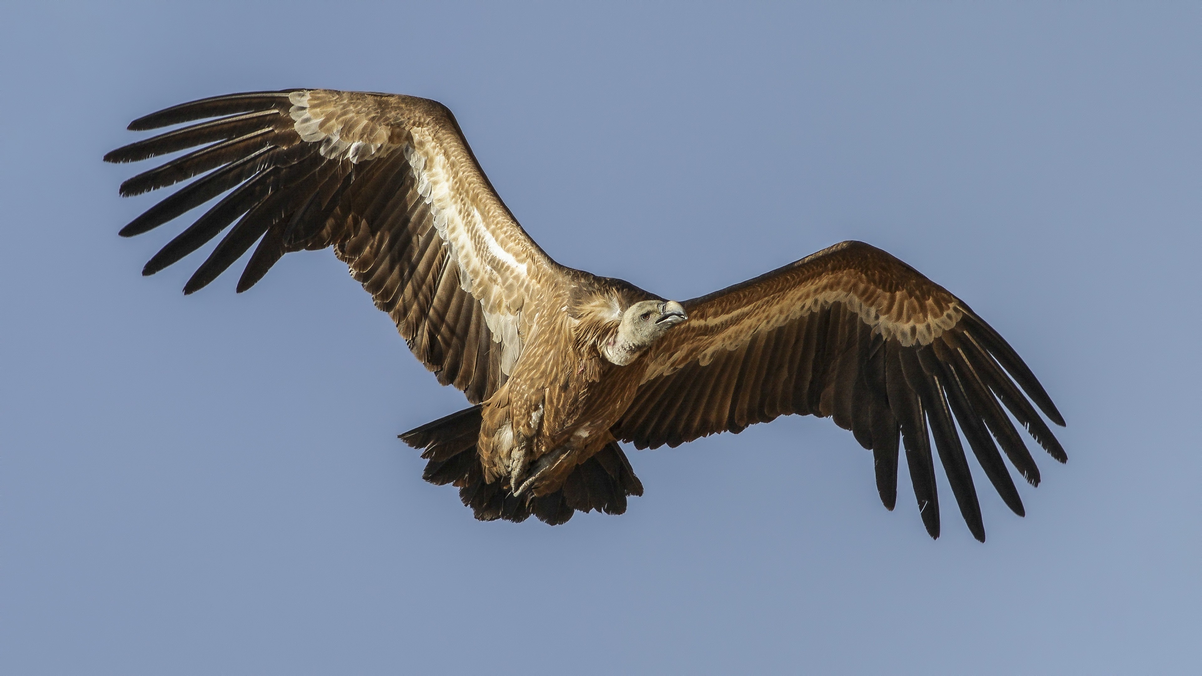 Griffon Vulture