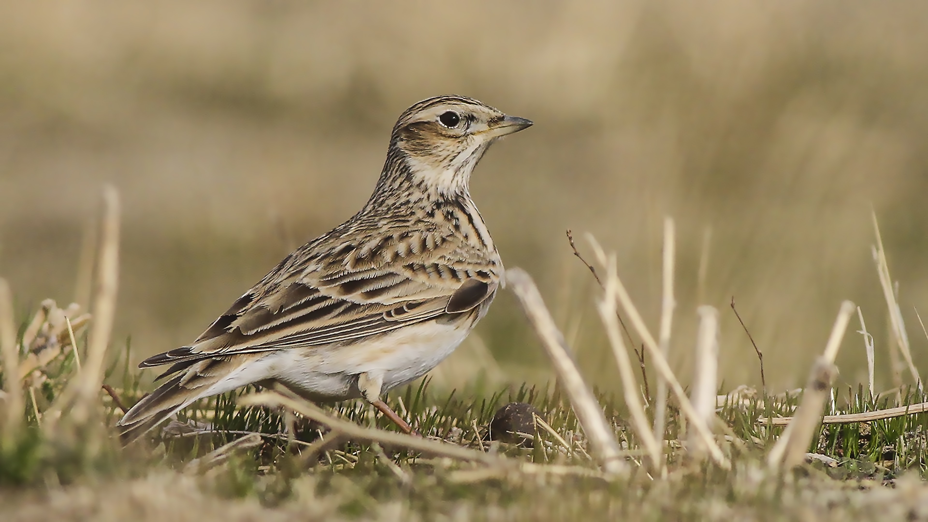 Eurasian Skylark