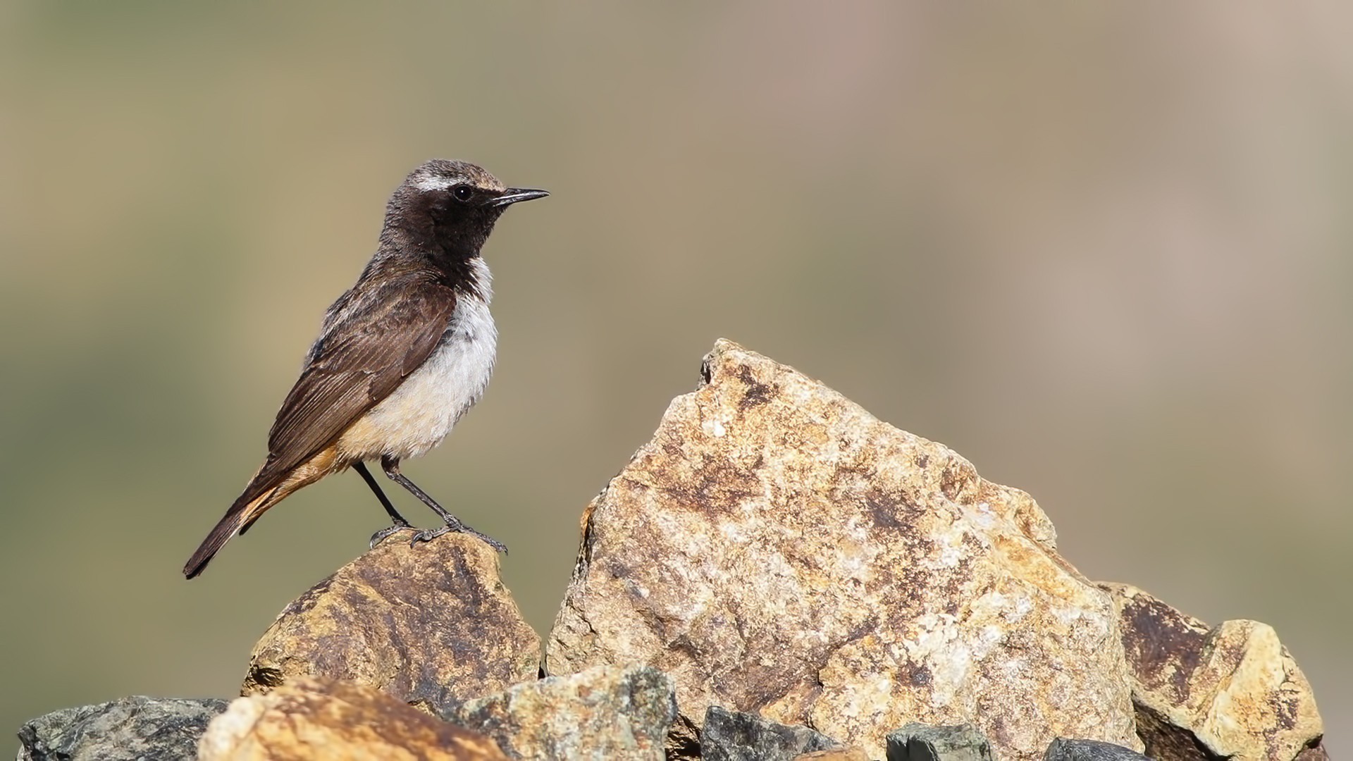 Kurdish Wheatear