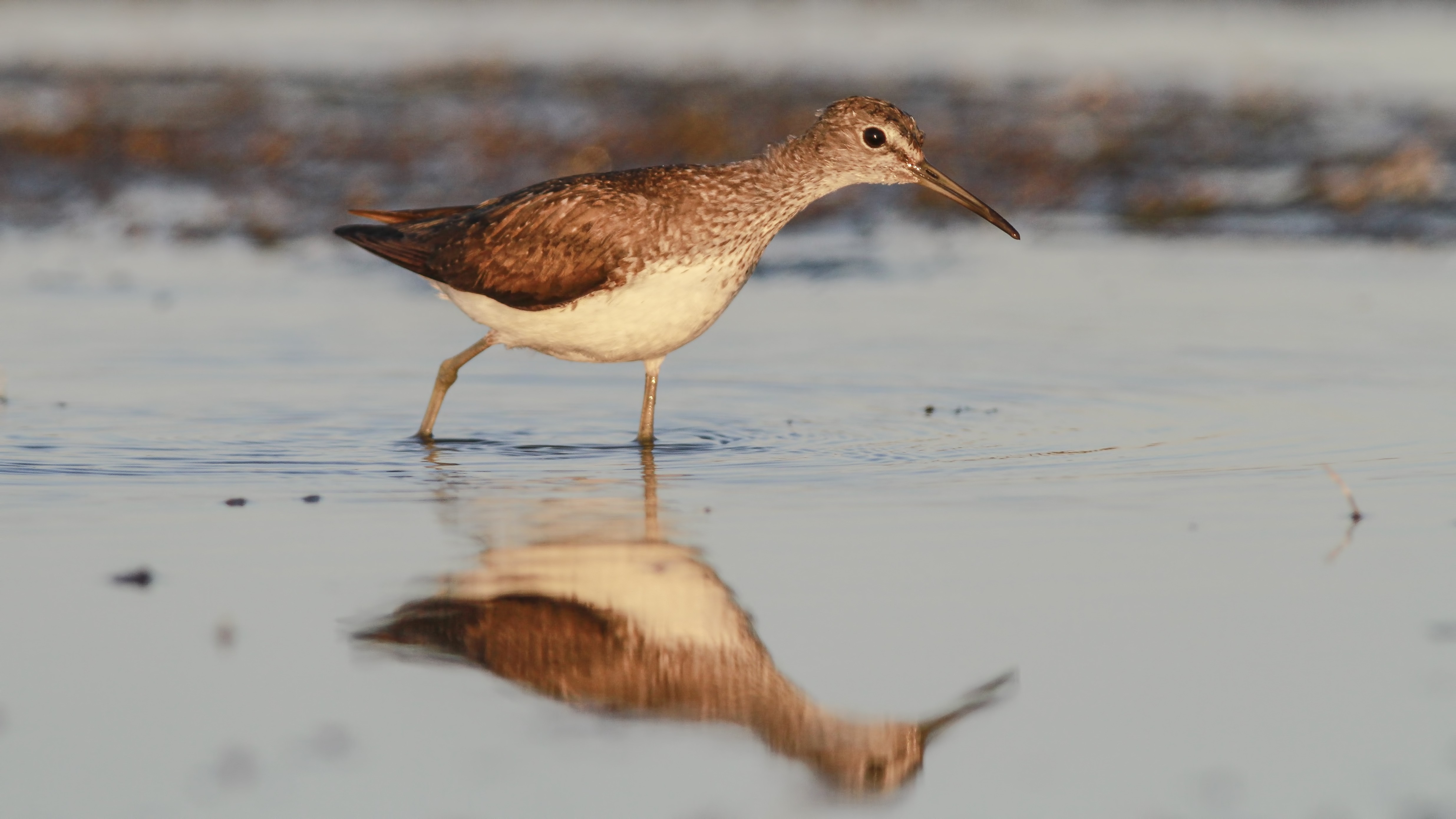 Green Sandpiper