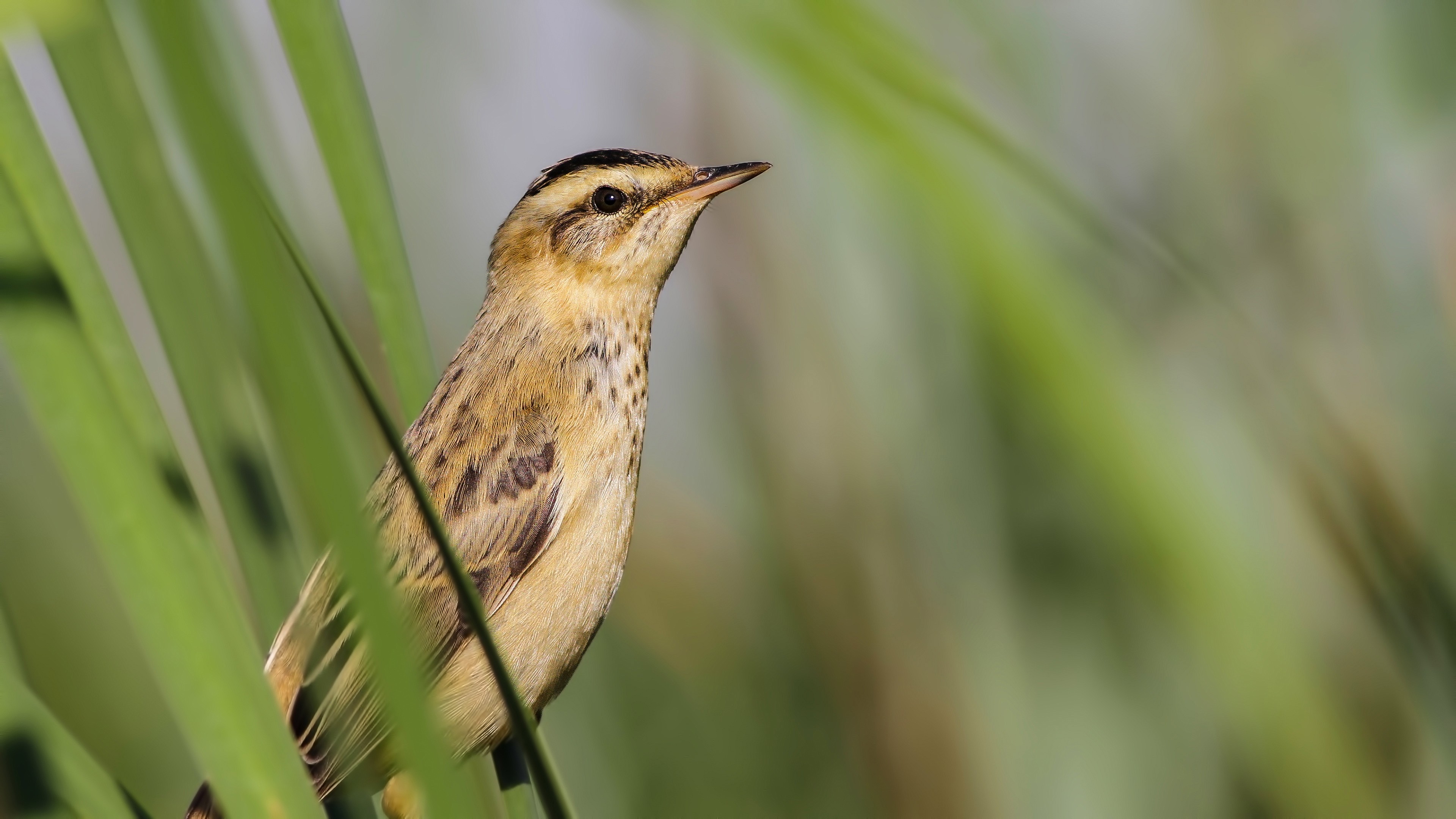 Sedge Warbler