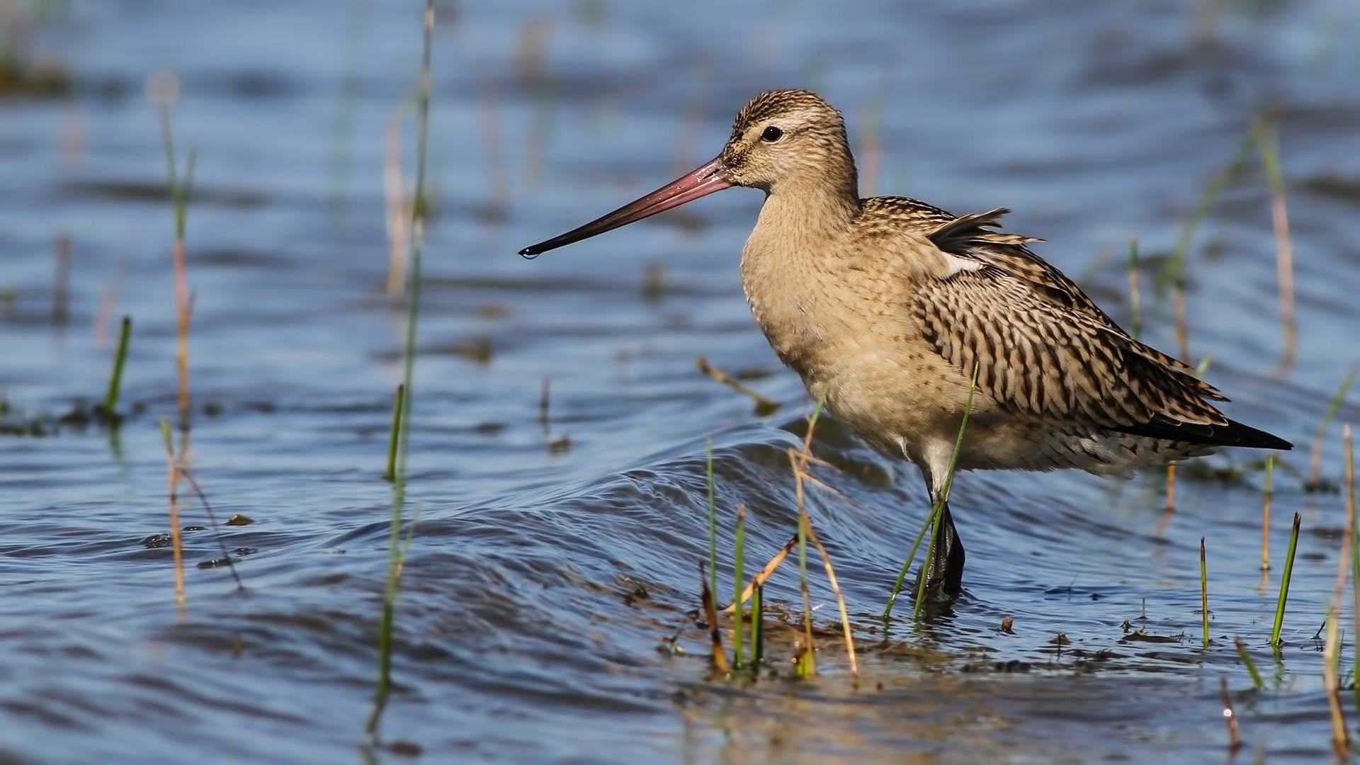 Bar-tailed Godwit