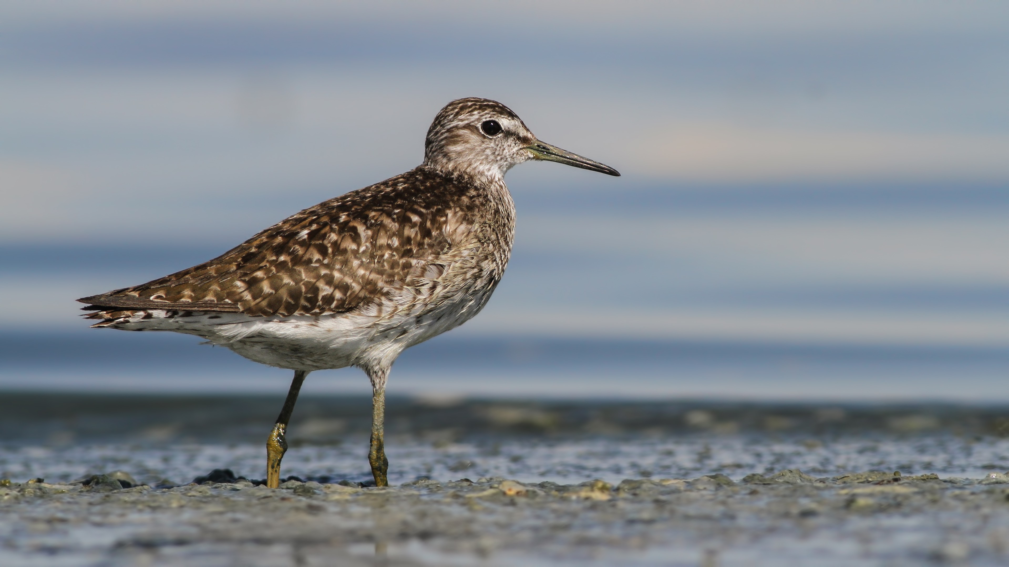 Wood Sandpiper