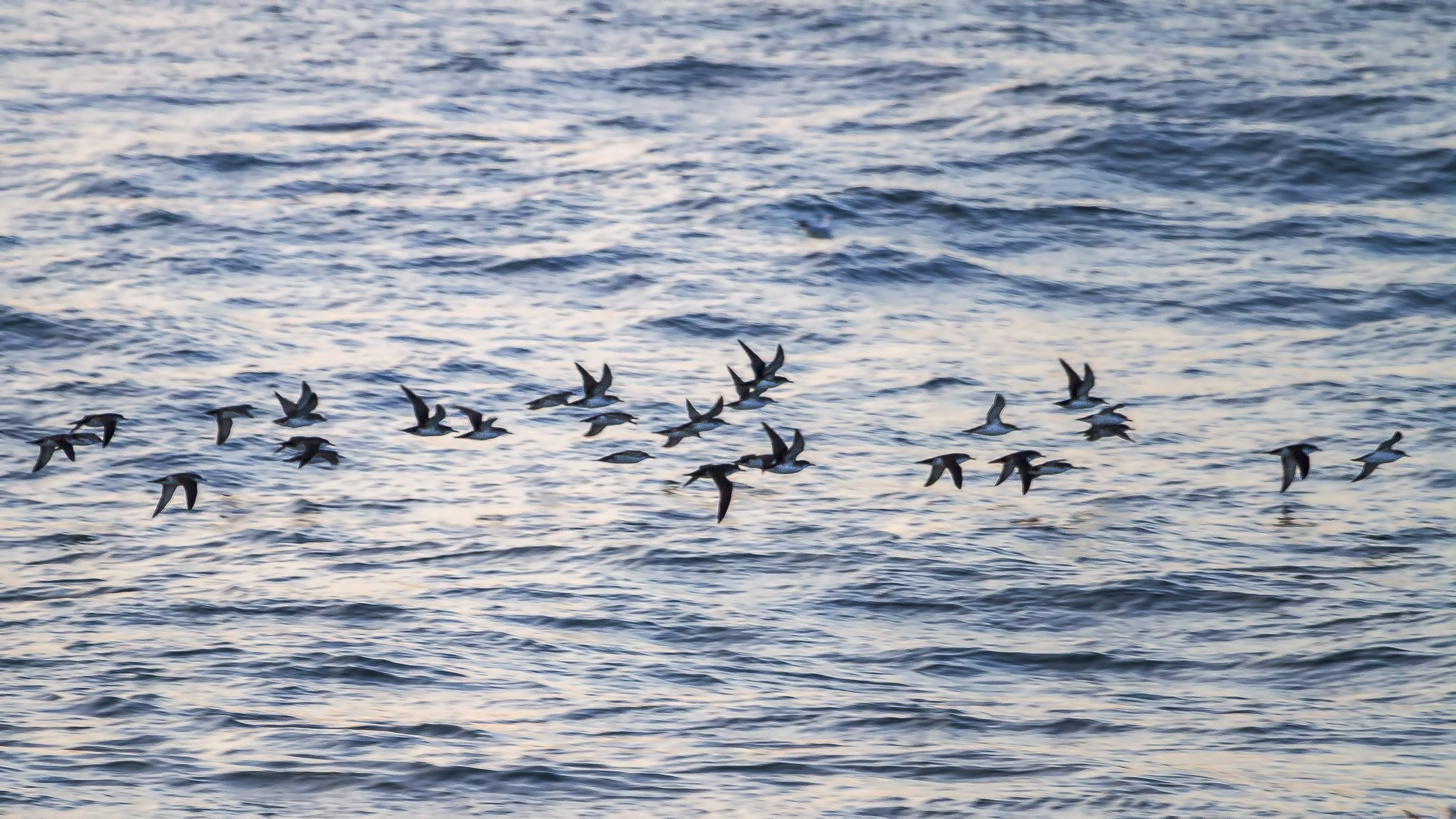 Yelkouan Shearwater