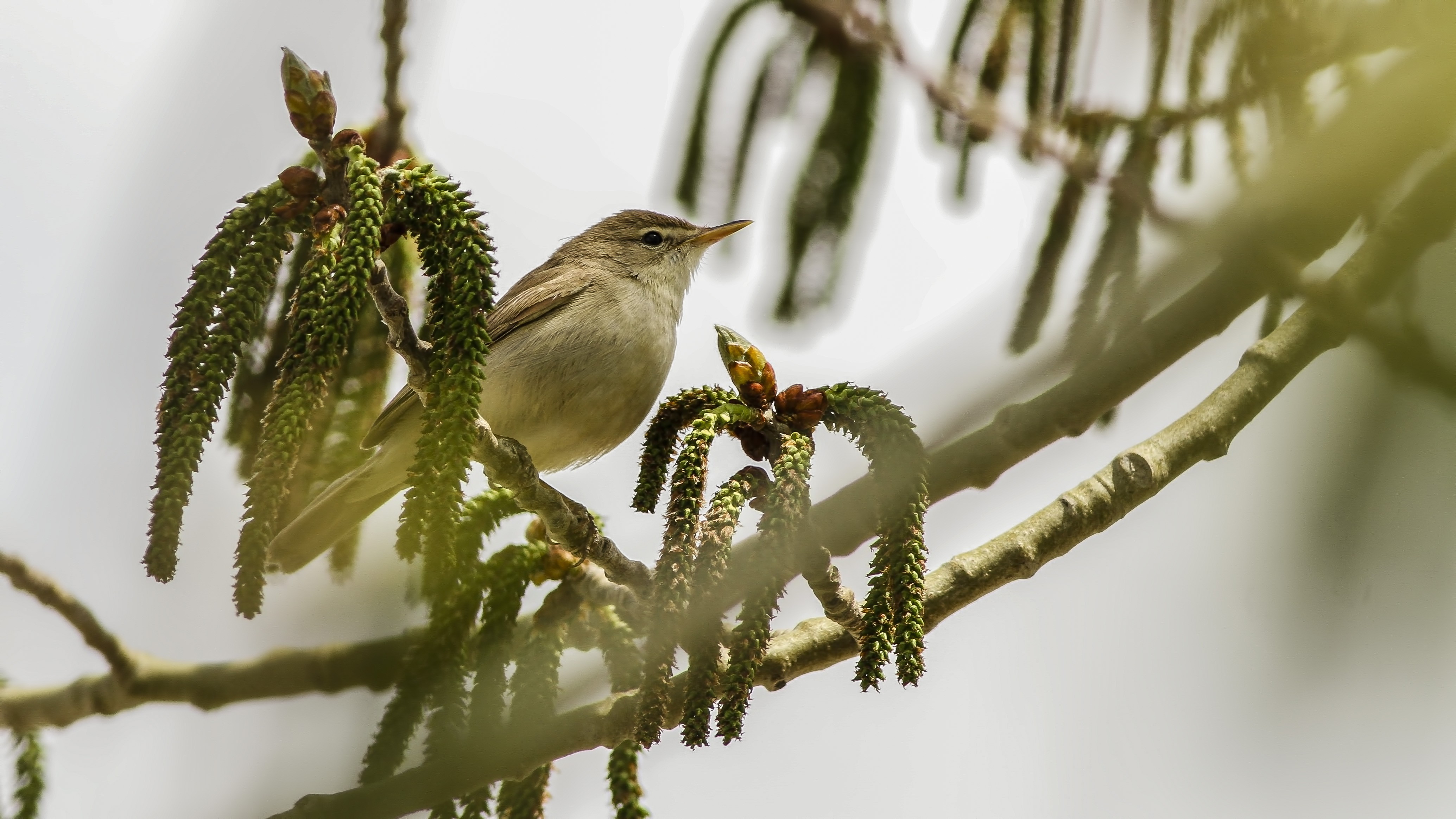 Sykes's Warbler