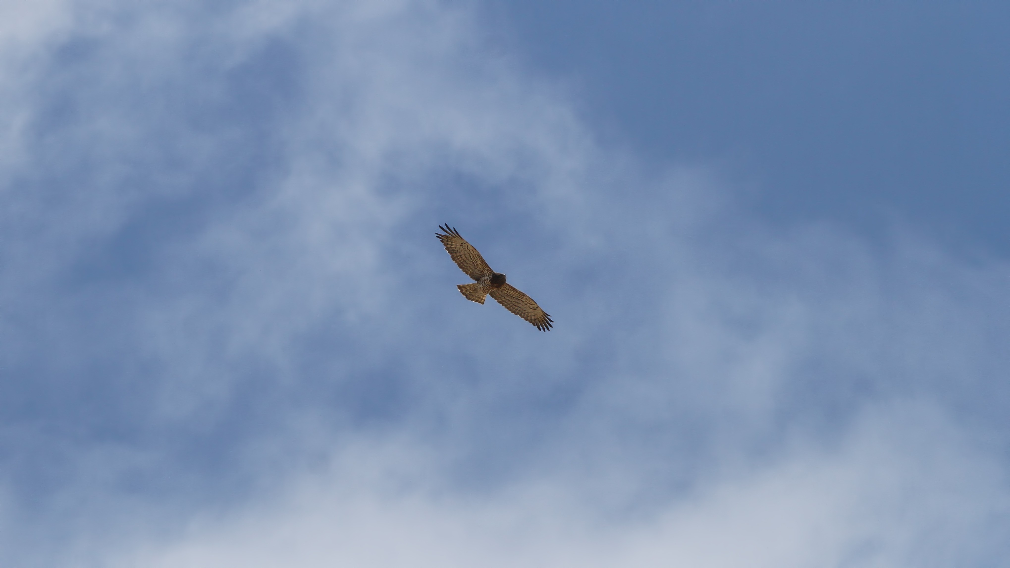 Short-toed Snake-Eagle