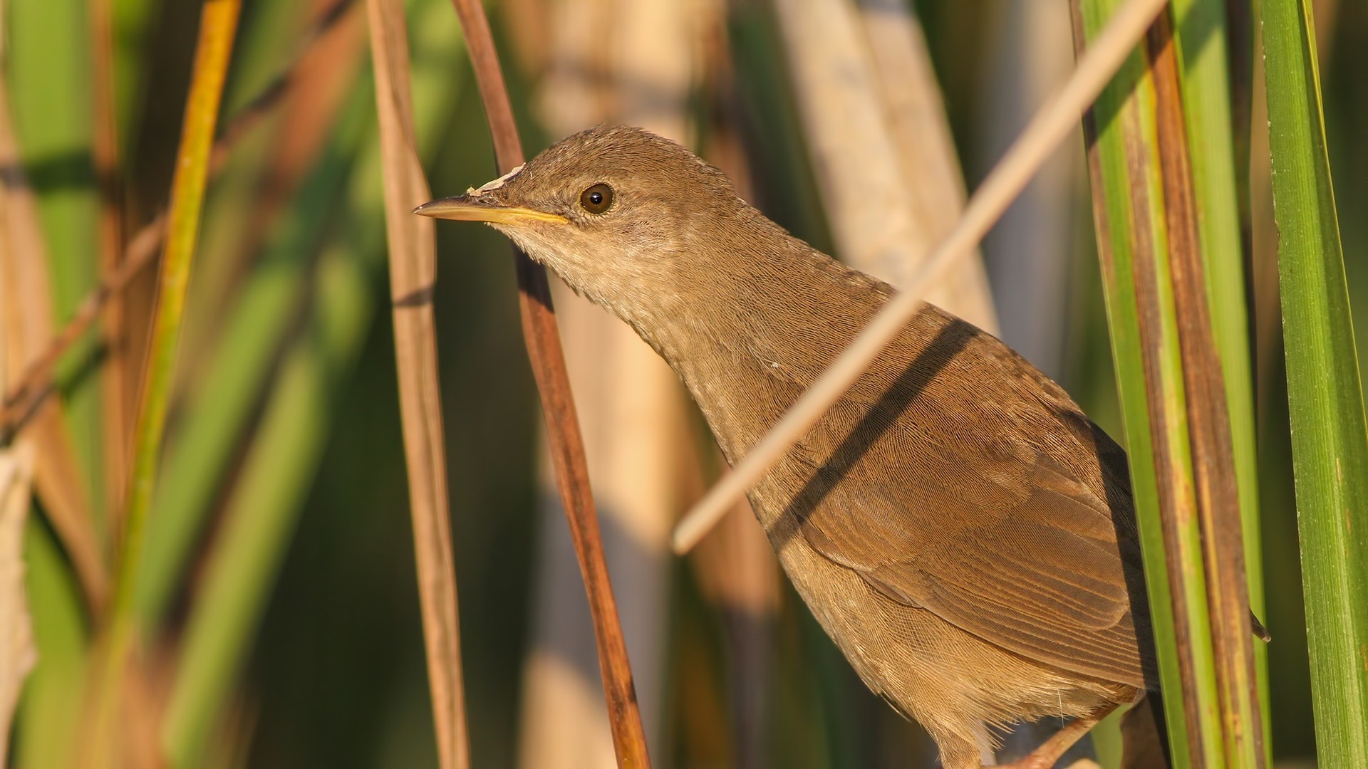 Savi's Warbler