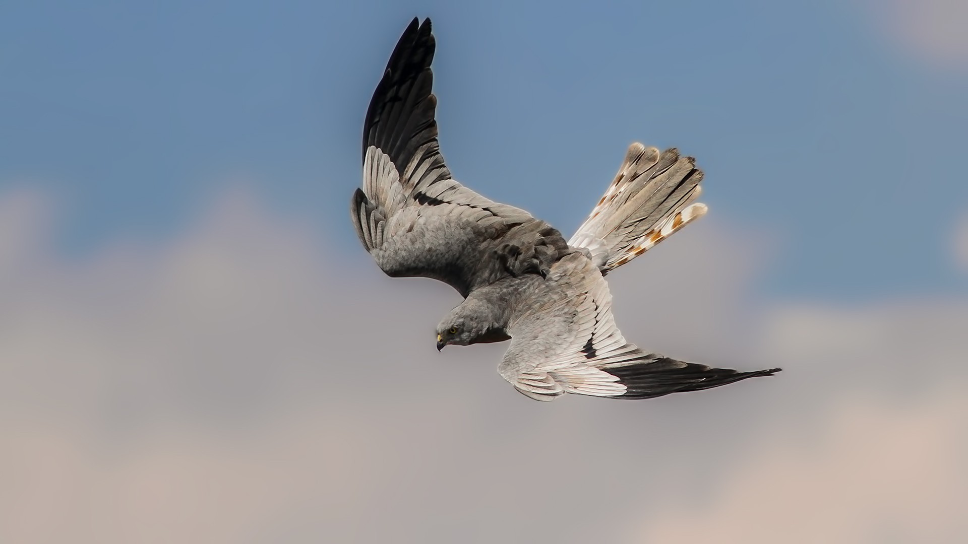 Montagu's Harrier